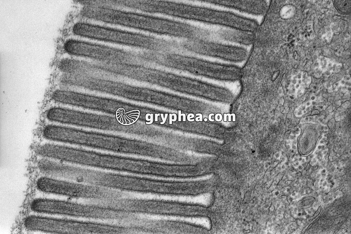 Plateau strié (Cellules intestinales) MET x28000 - gryphea.com
